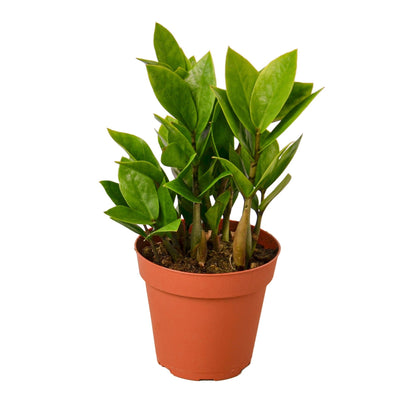 Zamioculcas 'ZZ' Indoor Plant - Mental Houseplants™