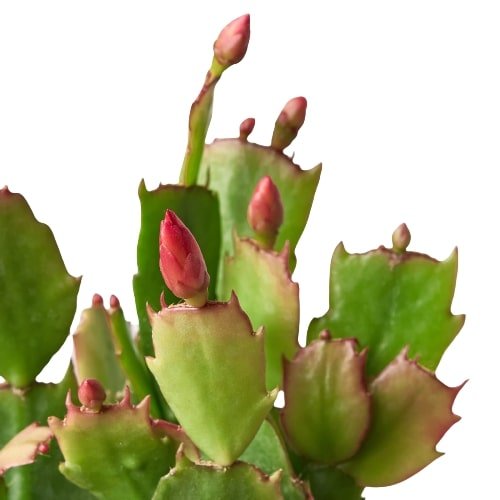 Zygocactus 'Christmas Cactus' Indoor Plant - Mental Houseplants™